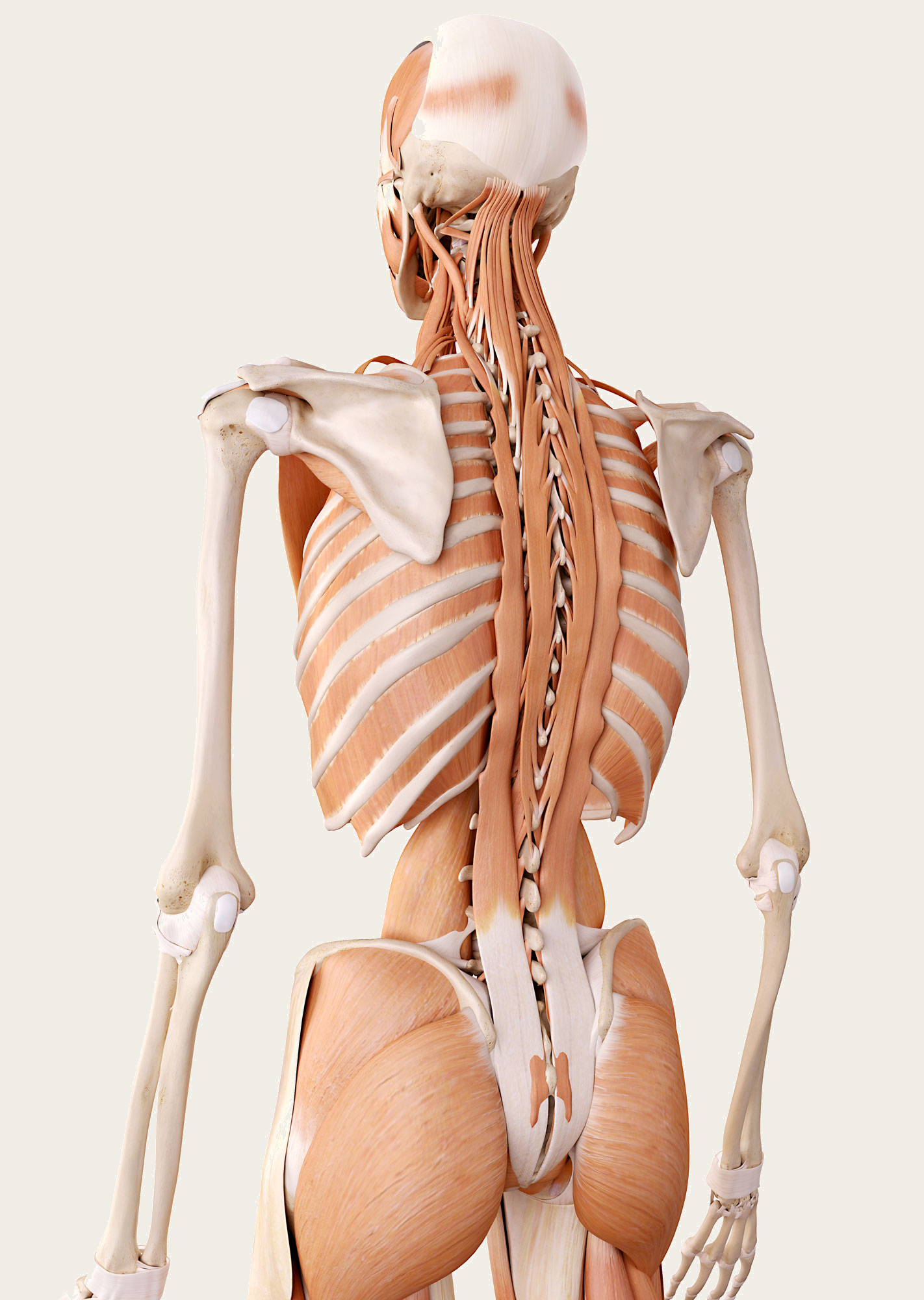 03 b erector spinae